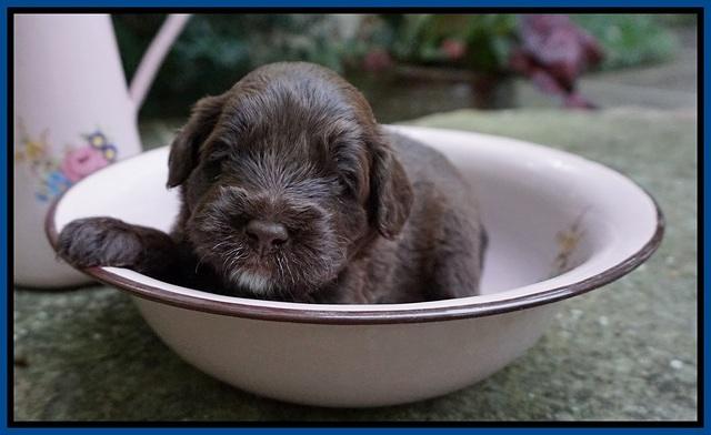 Liza Camo pups 3 wks old 11