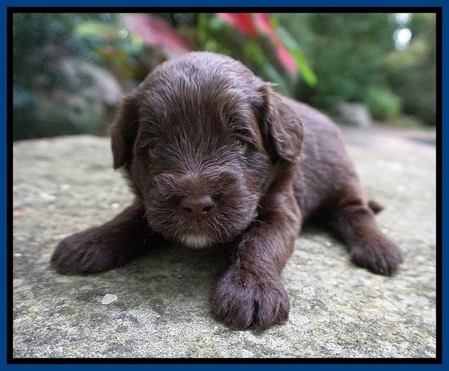 Liza Camo pups 3 wks old 31