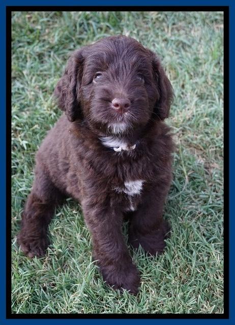 Liza Camo pups 6 wks old 51