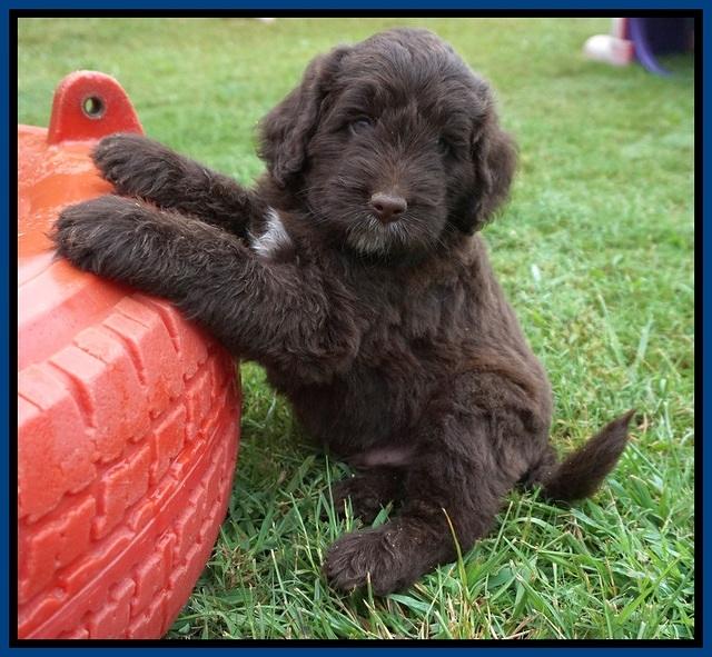 Liza Camo pups 6 wks old 61