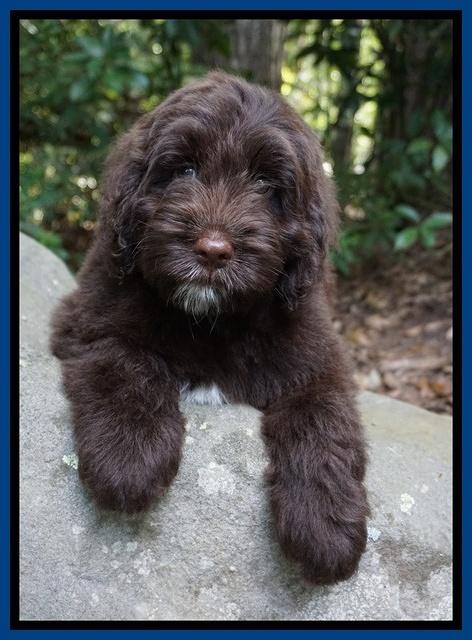 Liza Camo pups 8 wks old 105000