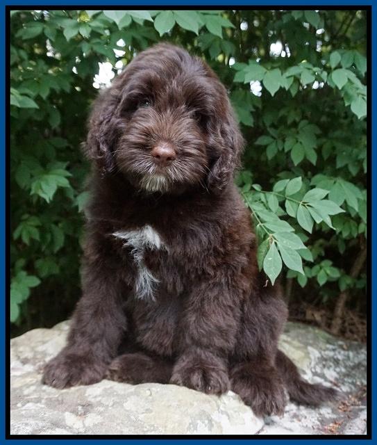 Liza Camo pups 8 wks old 135000