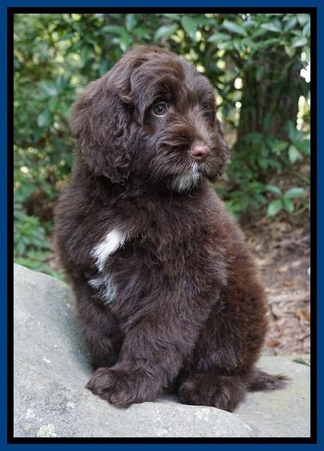 Liza Camo pups 8 wks old 95000