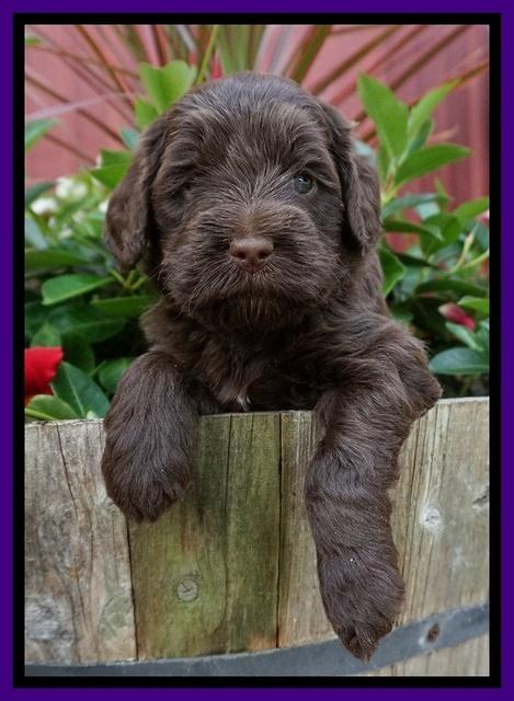 Liza Camo pups 4 wks old 81