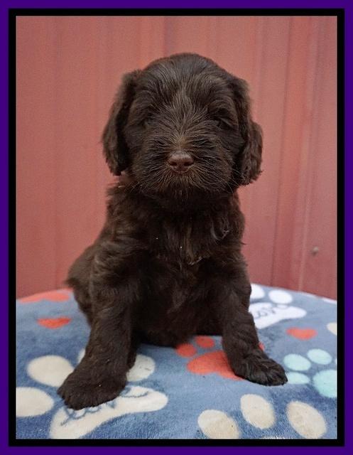 Liza Camo pups 5 wks old 101