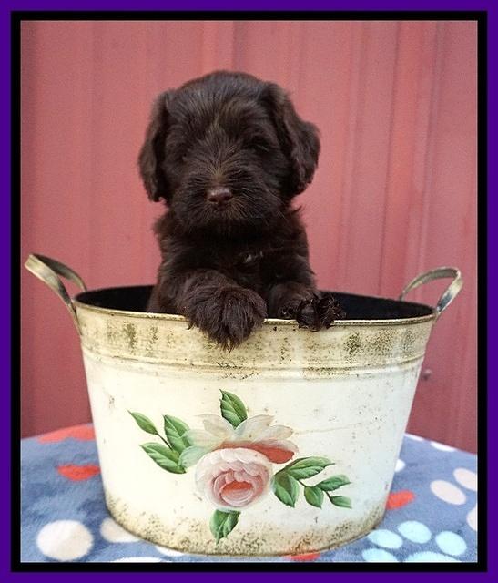 Liza Camo pups 5 wks old 91