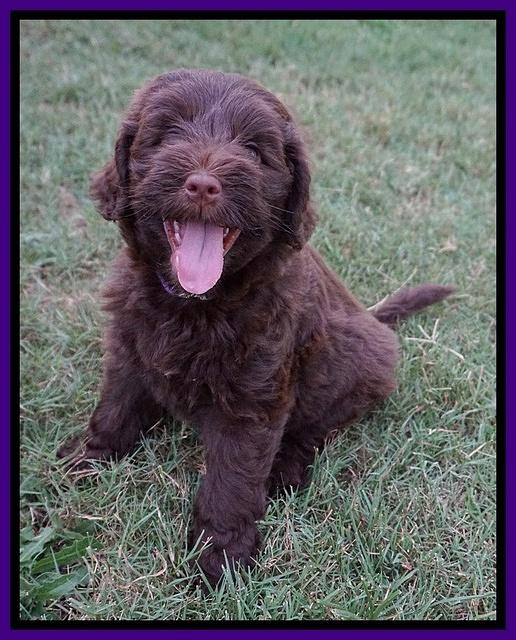 Liza Camo pups 7 wks old 91