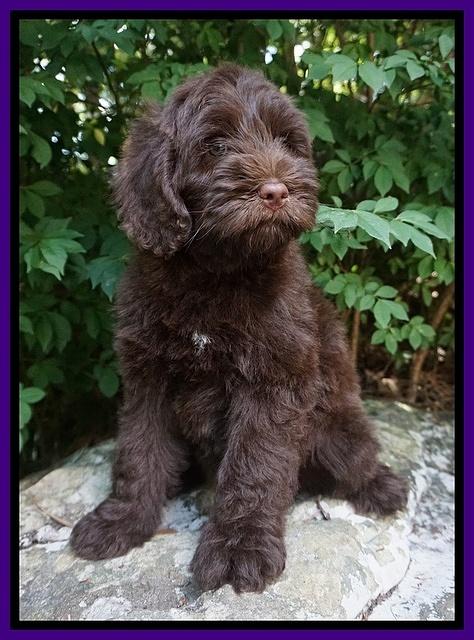 Liza Camo pups 8 wks old 171