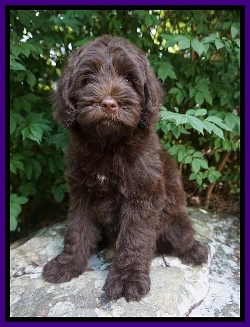 Liza Camo pups 8 wks old 181