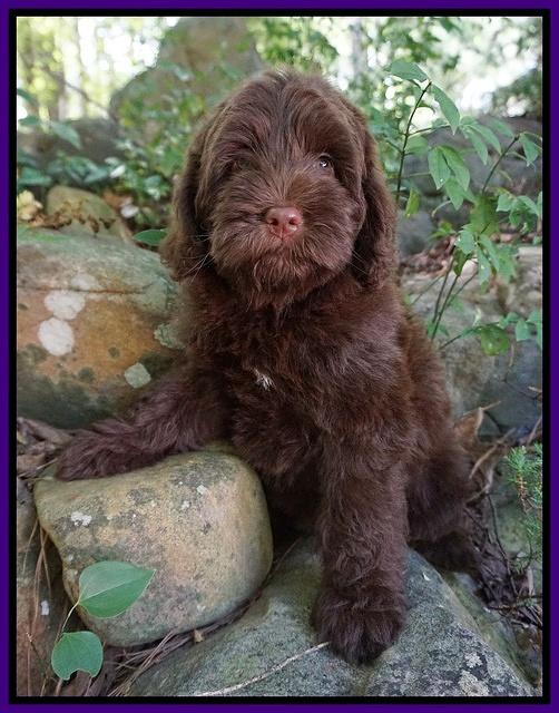 Liza Camo pups 8 wks old 191