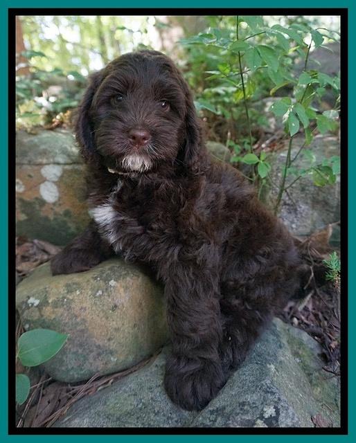 Liza Camo pups 8 wks old 21