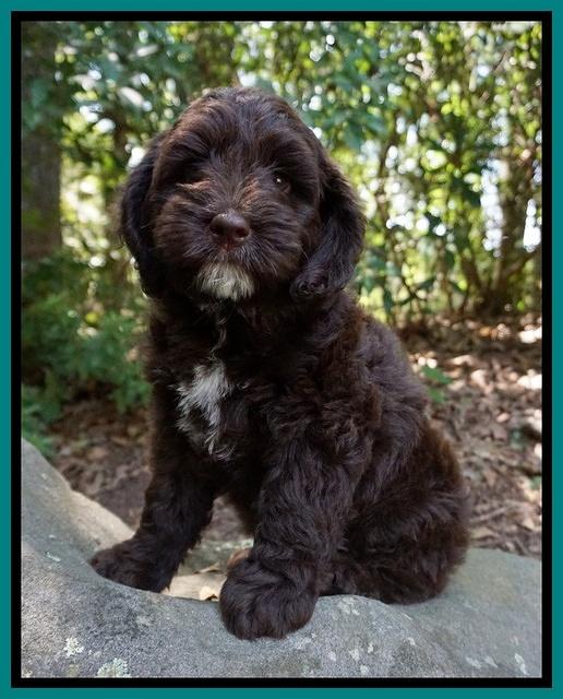 Liza Camo pups 8 wks old 31