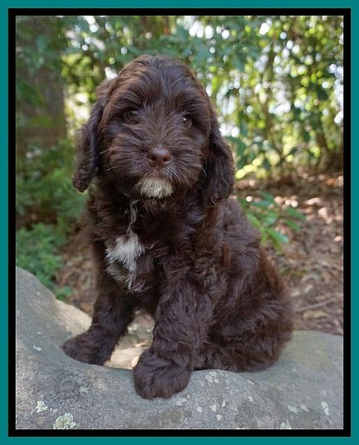 Liza Camo pups 8 wks old 41