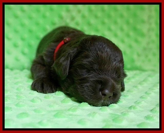 Liza Camo pups 2 wks old 101