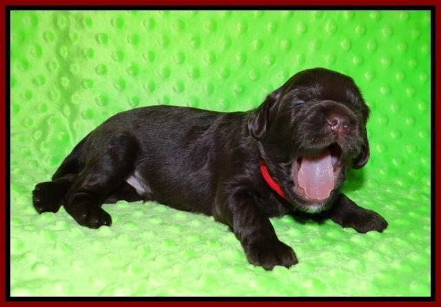 Liza Camo pups 2 wks old 91