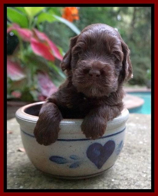 Liza Camo pups 3 wks old 101