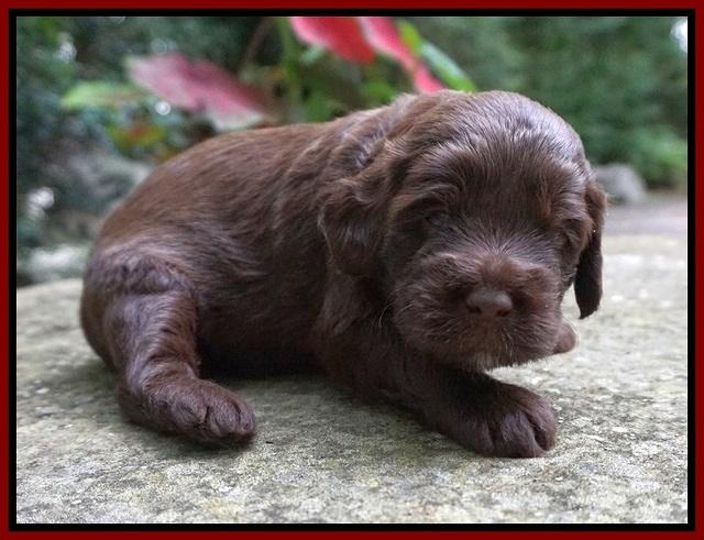 Liza Camo pups 3 wks old 111