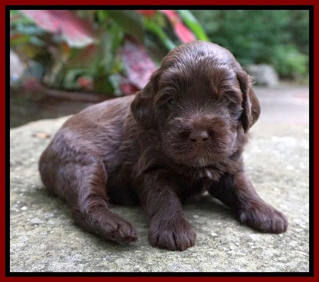 Liza Camo pups 3 wks old 121