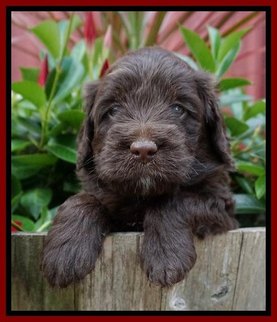 Liza Camo pups 4 wks old 131