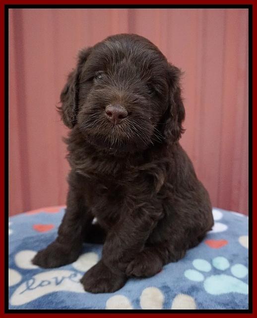 Liza Camo pups 5 wks old 111