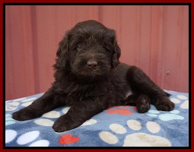 Liza Camo pups 5 wks old 121