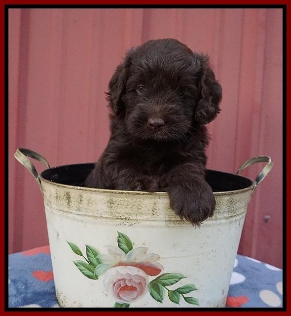 Liza Camo pups 5 wks old 141
