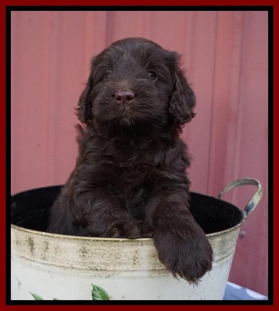 Liza Camo pups 5 wks old 151