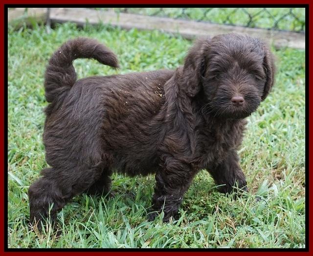 Liza Camo pups 6 wks old 121