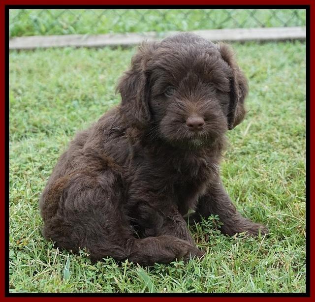 Liza Camo pups 6 wks old 131
