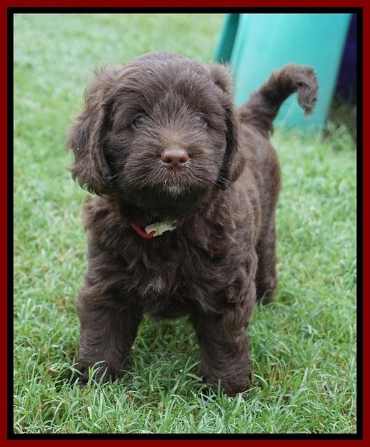 Liza Camo pups 6 wks old 151