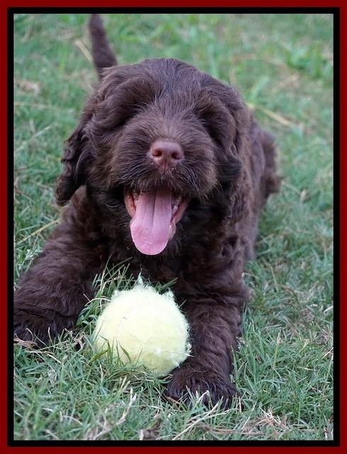 Liza Camo pups 7 wks old 151
