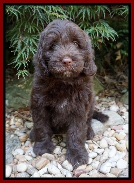 Liza Camo pups 8 wks old 101