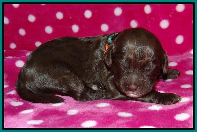 Liza Camo pups 1 wk olf 71