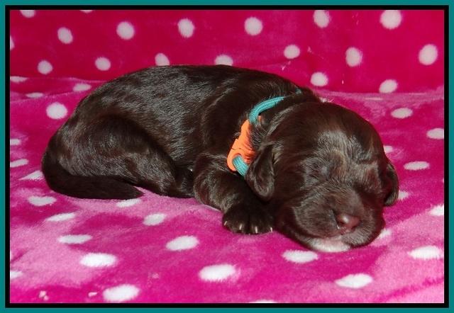 Liza Camo pups 1 wk olf 81