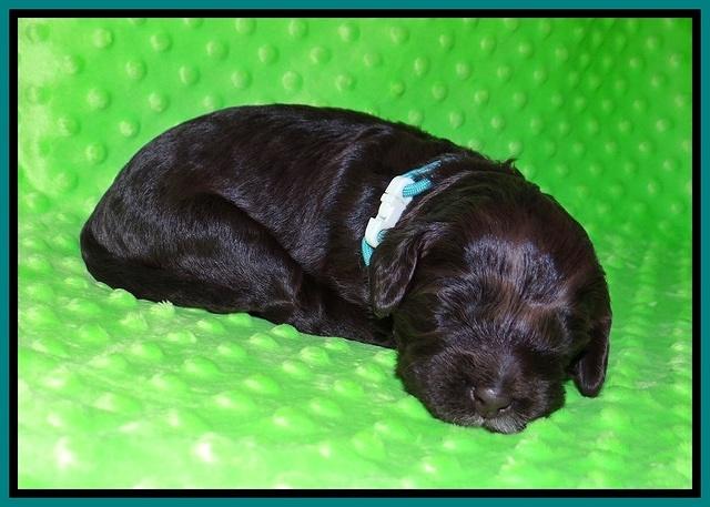 Liza Camo pups 2 wks old 111