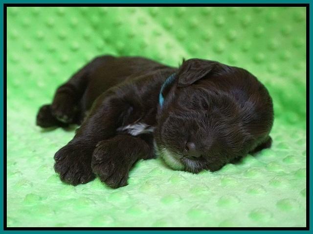 Liza Camo pups 2 wks old 121