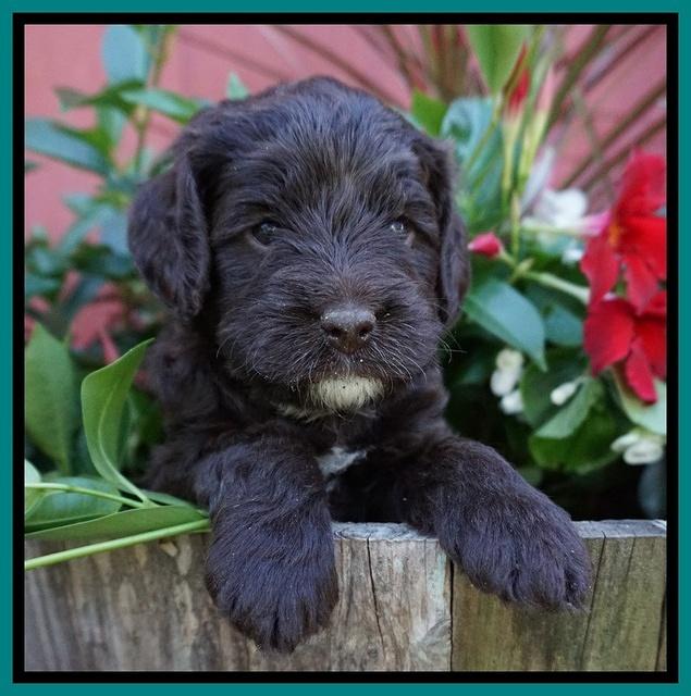 Liza Camo pups 4 wks old 151