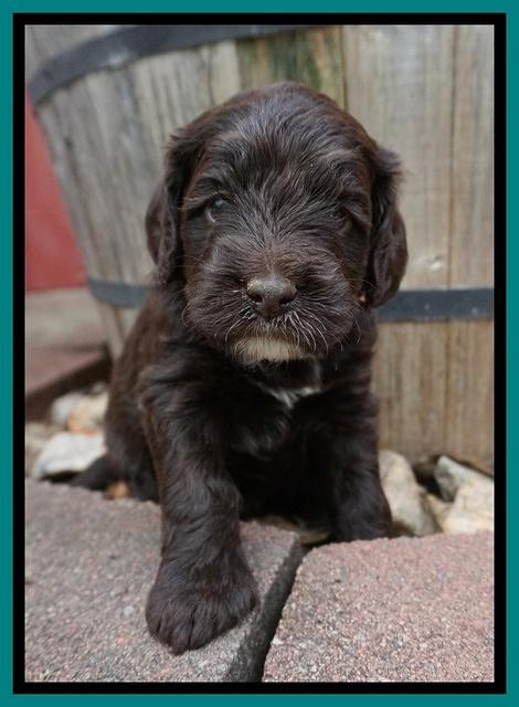Liza Camo pups 4 wks old 161