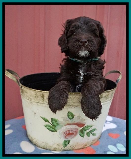 Liza Camo pups 5 wks old 161