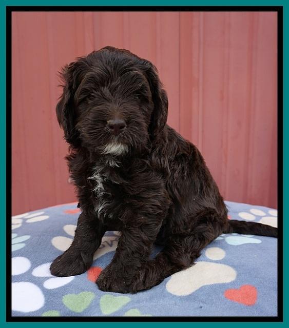 Liza Camo pups 5 wks old 171