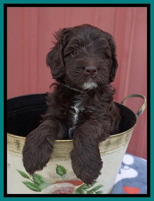 Liza Camo pups 5 wks old 181