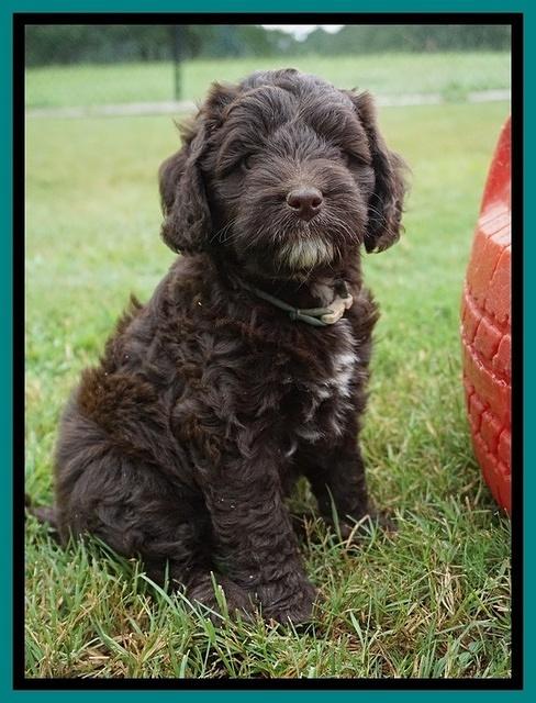 Liza Camo pups 6 wks old 171