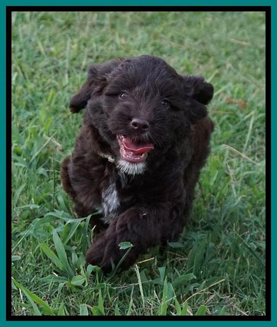Liza Camo pups 7 wks old 181