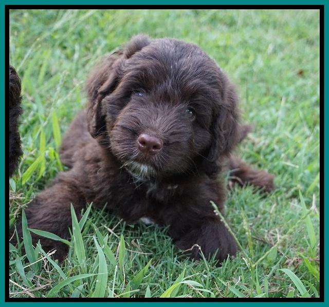 Liza Camo pups 7 wks old 191
