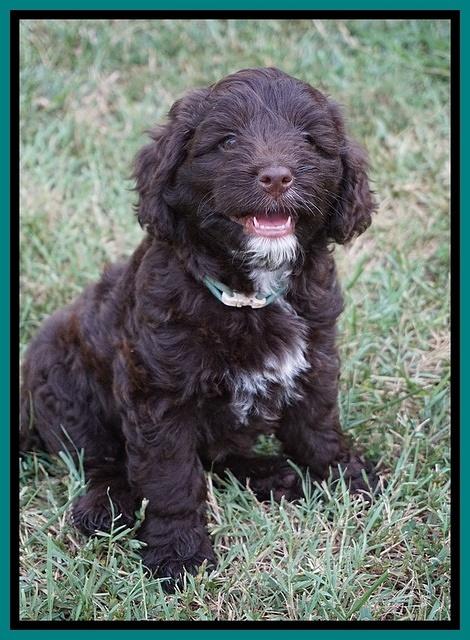 Liza Camo pups 7 wks old 201