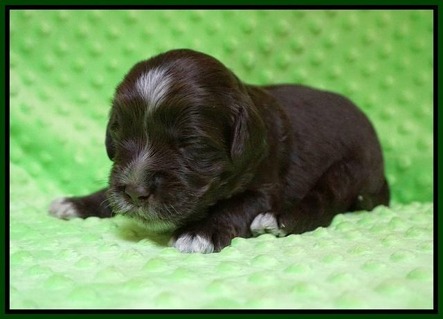 Liza Camo pups 2 wks old 141