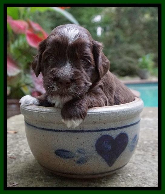 Liza Camo pups 3 wks old 131