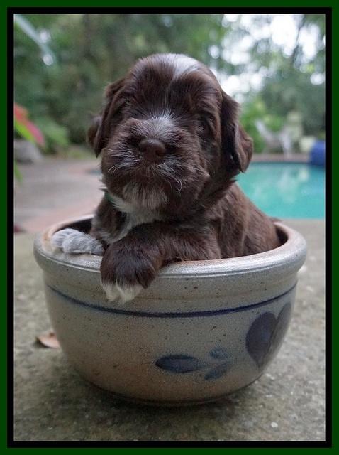 Liza Camo pups 3 wks old 141