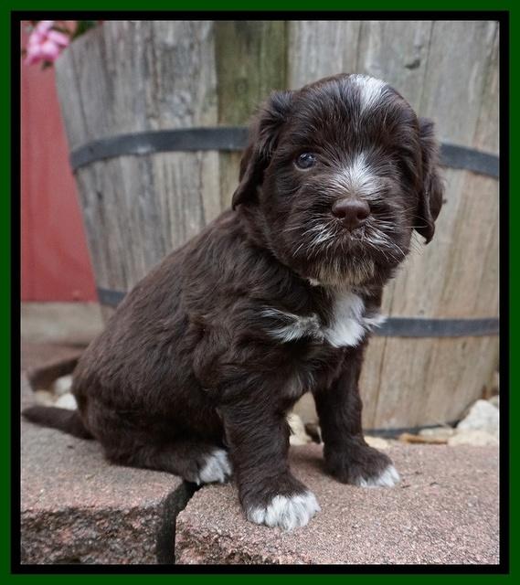 Liza Camo pups 4 wks old 201