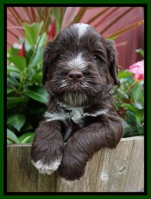 Liza Camo pups 4 wks old 221